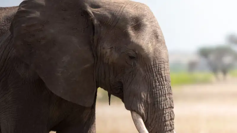 African elephant seen in profile on open grassland