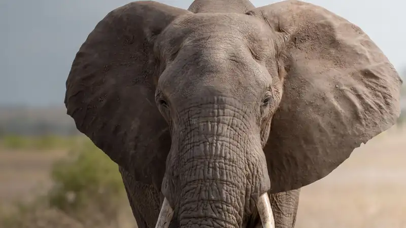 Portrait of an African elephant with wide ears standing in tall grass