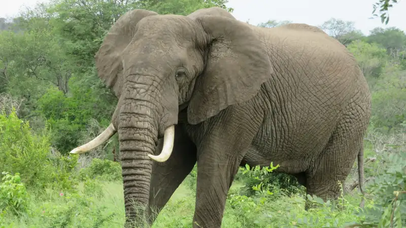 African elephant with long tusks standing in lush green bush