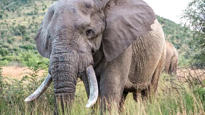 African elephant with curved tusks feeding in tall grass