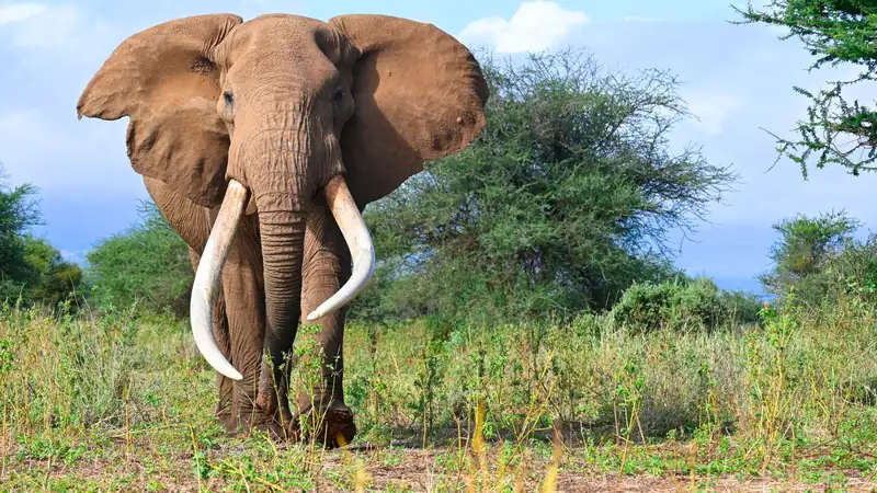 African elephant with long curved tusks walking through green bush under a blue sky