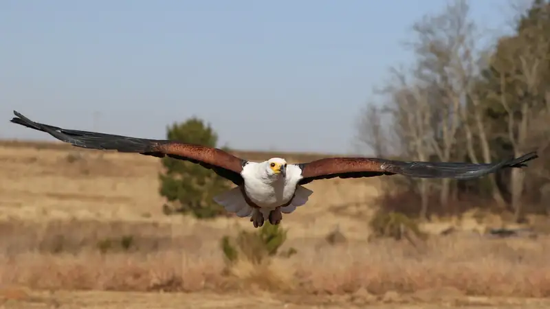 African fish eagle flying low over dry grassland with wings fully spread