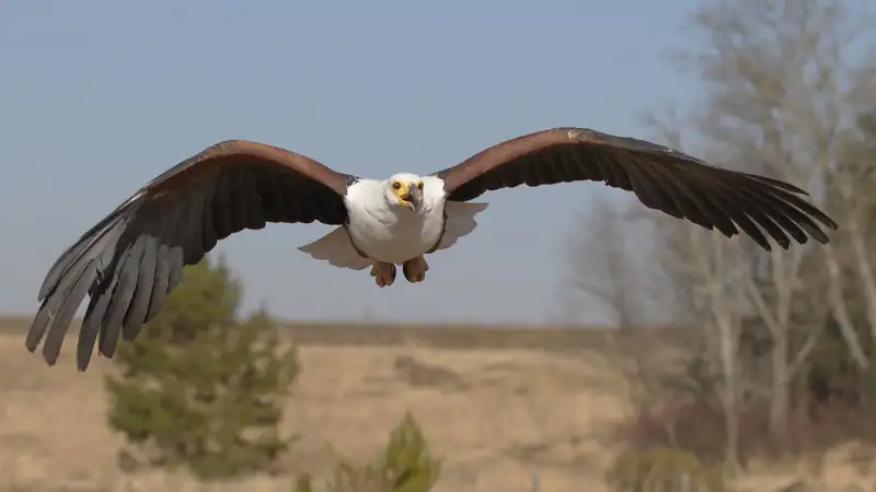 African fish eagle in flight facing the camera