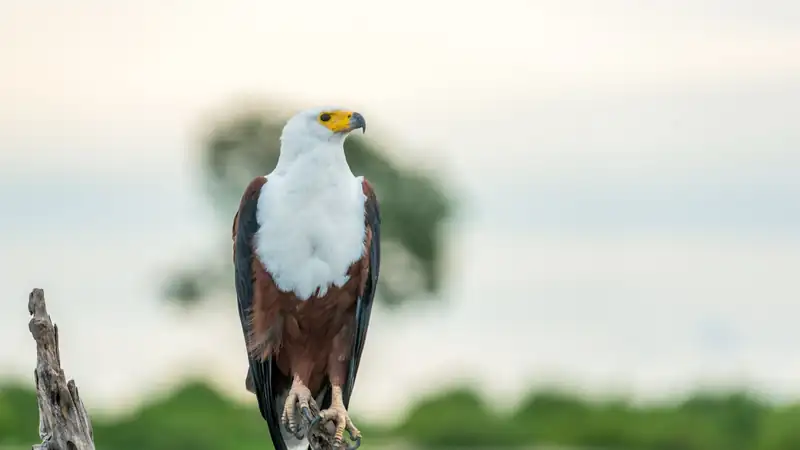 African fish eagle perched on a dead branch at dusk