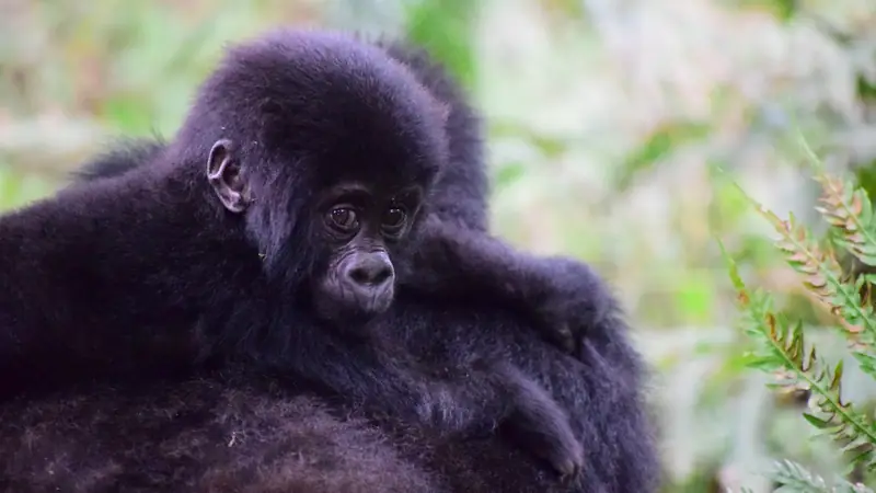 Baby mountain gorilla resting on its mother's back, Rushaga gorilla trekking: the widest choice in Bwindi