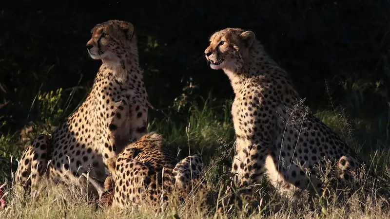 Cheetahs sitting alert in low evening light