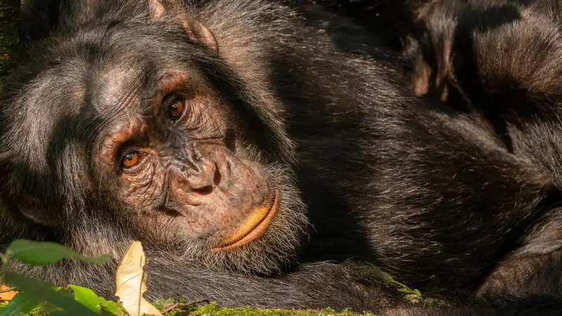 Close portrait of a chimpanzee resting its head on its arm in dappled forest light