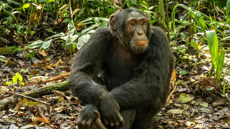 Chimpanzee sitting on the forest floor among fallen leaves