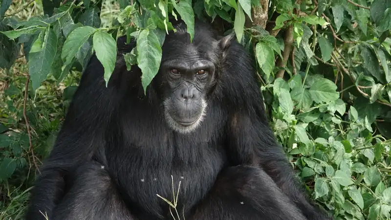 Chimpanzee sitting in the shade of green leaves and looking at the camera