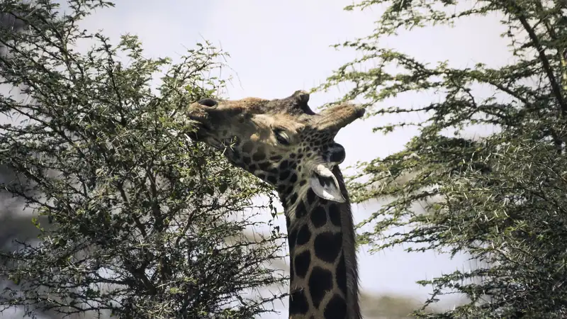 Giraffe stretching its neck to feed in a thorny acacia tree