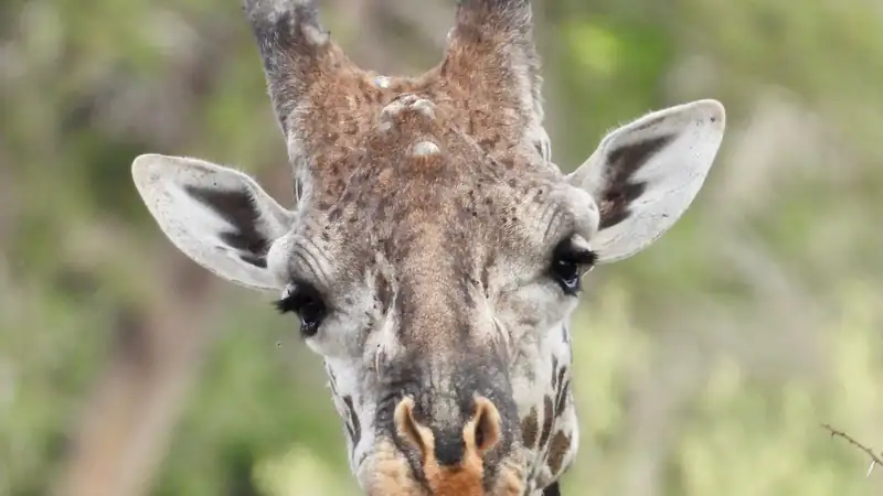 Giraffe looking at the camera beside a thorny acacia branch
