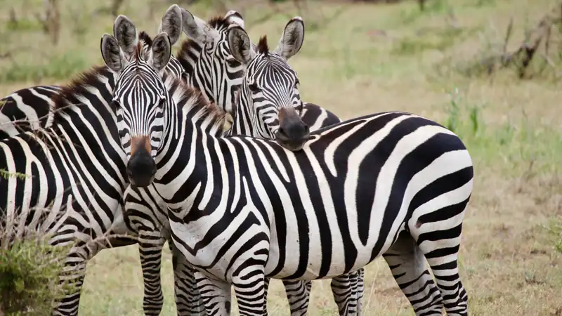 Group of plains zebras standing close together on the savannah