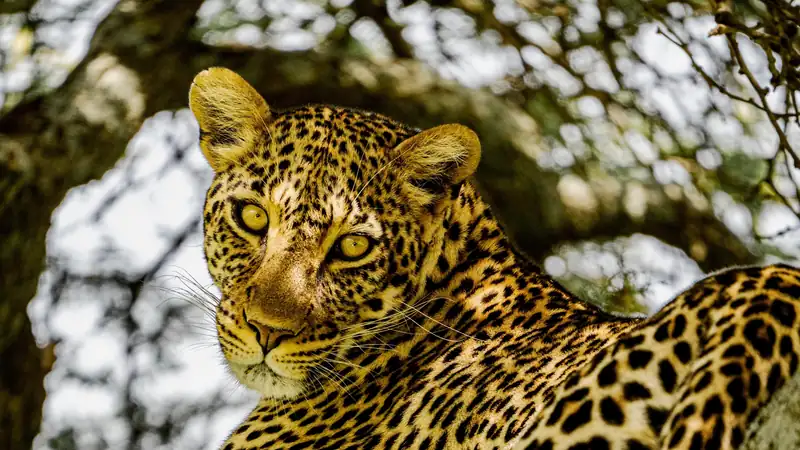 Leopard resting on a tree branch and looking straight at the camera