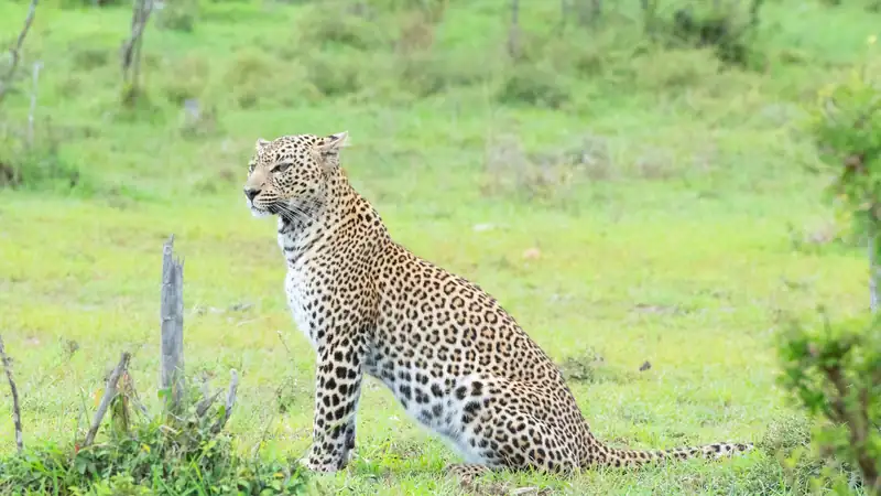 Leopard sitting alert on bright green grass