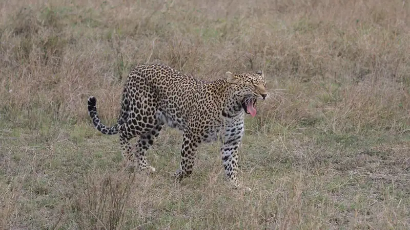 Leopard walking through dry grass with its mouth open in a yawn