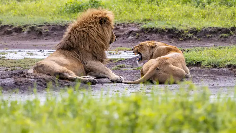 Lion and lioness resting beside a muddy pool