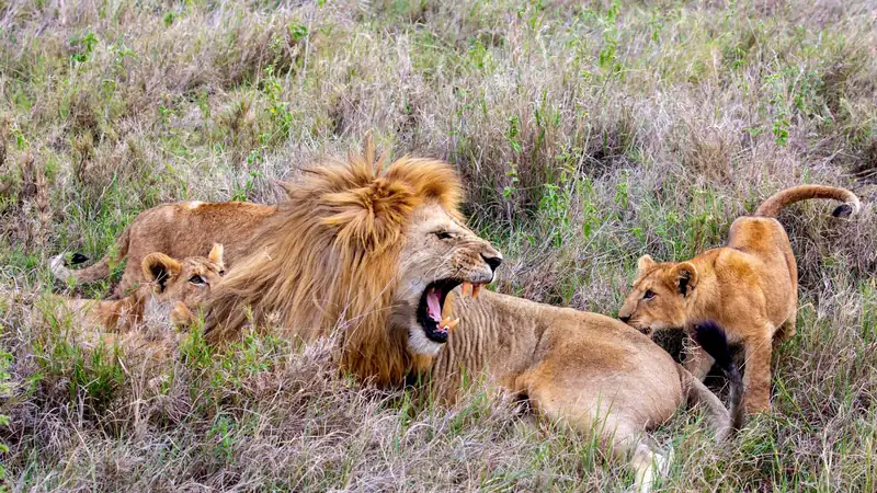 Male lion with young cubs in long grass