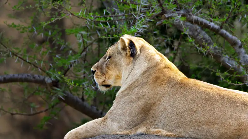 Lioness resting on a rock beside a thorny acacia