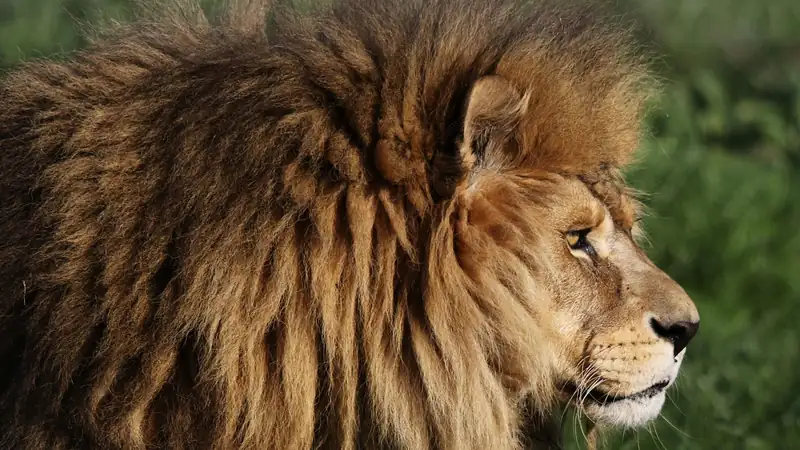 Male lion in profile with a full mane