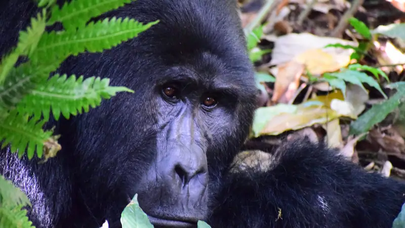 Mountain gorilla face seen beside a fern frond, Ruhija gorilla trekking: the high, misty side of Bwindi