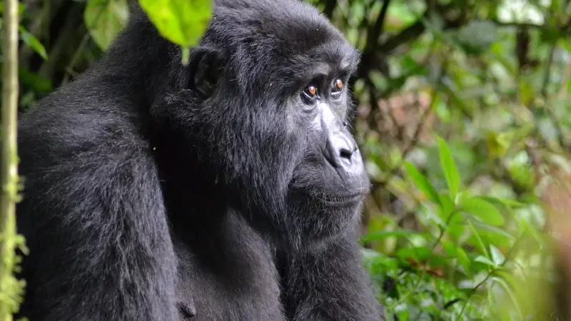 Mountain gorilla in profile in dense forest, 16-day Uganda luxury safari
