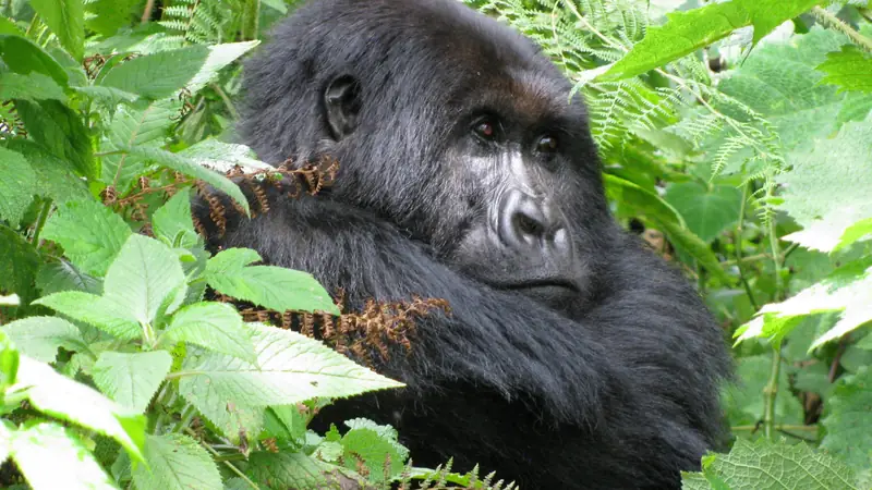 Mountain gorilla looking out from behind ferns and leaves, 23-day Uganda birding and wildlife grand safari