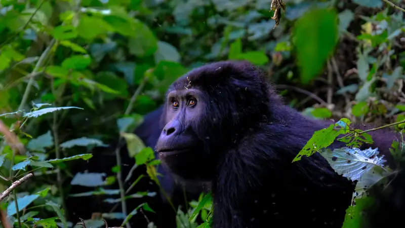Mountain gorilla looking upward through green foliage, Gorilla trekking in rainy season: is it worth it and how to prepare