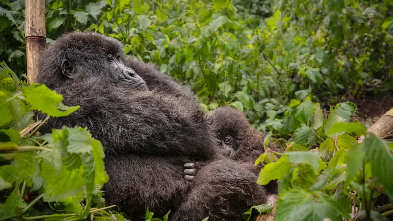 Mountain gorilla mother holding her baby in a bamboo forest, Gorilla families in Uganda