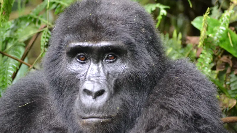 Close portrait of a mountain gorilla among ferns, Dian Fossey grave hike in Rwanda: the story, the route and the practicalities