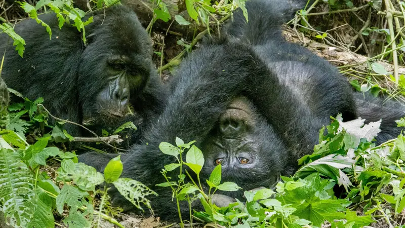 Two mountain gorillas resting together in green undergrowth, Gorilla trekking rules and etiquette