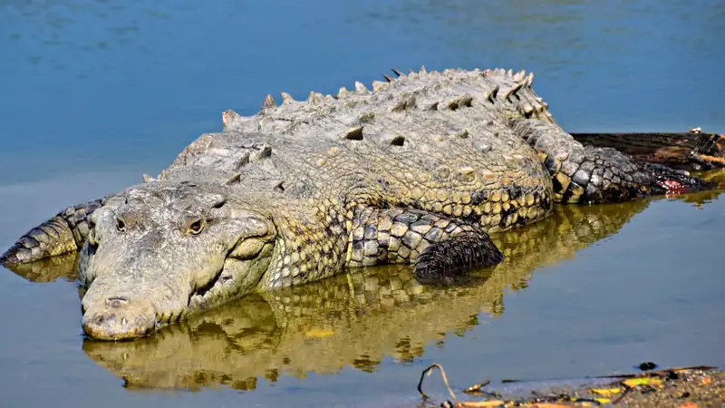 Large Nile crocodile resting at the water's edge