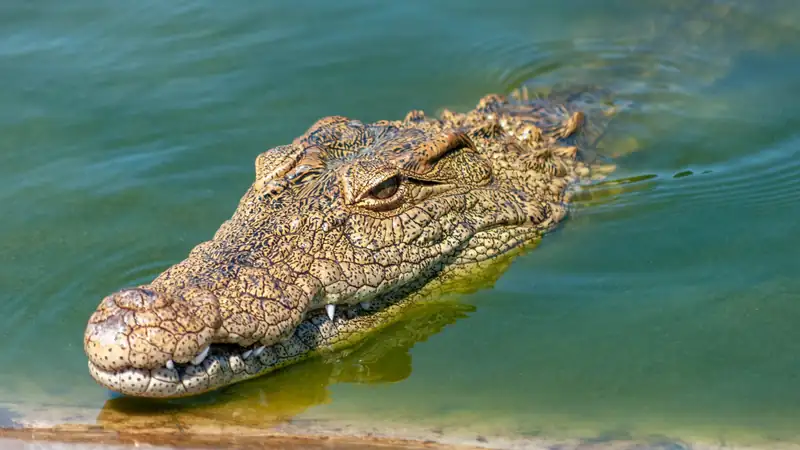 Nile crocodile swimming with its head just above the water