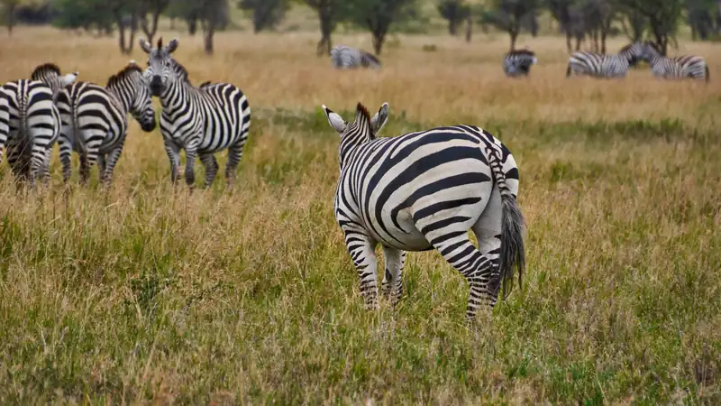 Plains zebras grazing on open grassland with acacia trees behind