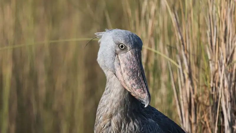 Close portrait of a shoebill showing its large bill and pale eye