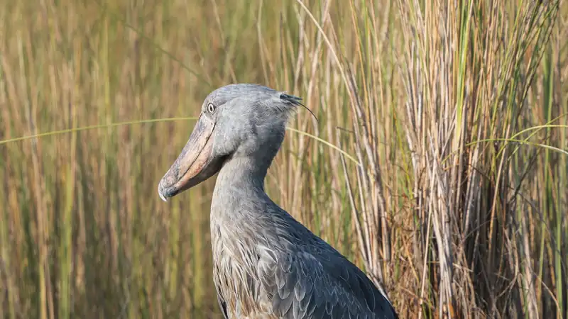 Shoebill standing at the edge of tall papyrus reeds