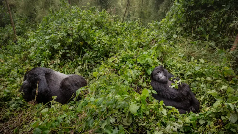 Silverback and another mountain gorilla resting in thick forest vegetation, Golden monkey trekking: meet Uganda's bamboo-forest primates