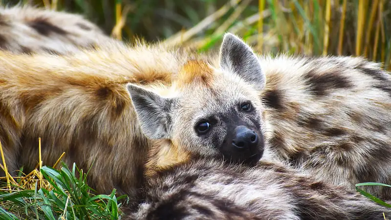 Spotted hyena resting its head on another hyena in the grass