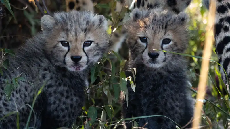 Two cheetah cubs looking at the camera among green leaves