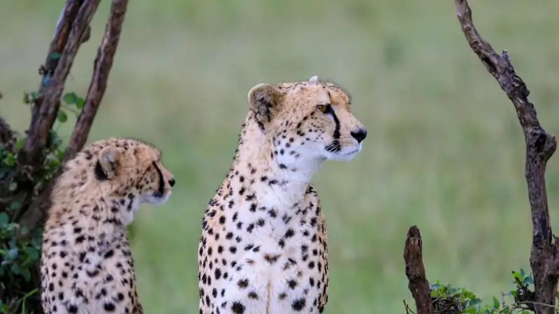 Two cheetahs sitting and watching the plains