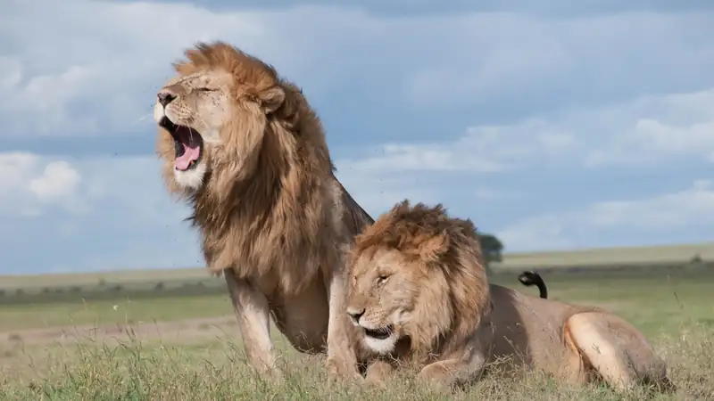 Two male lions resting on a grassy rise, one with its mouth open
