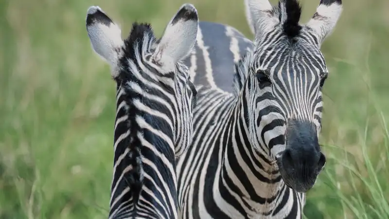 Two plains zebras standing in fresh green grass