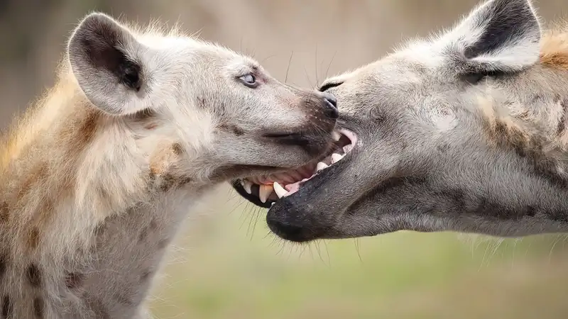 Two spotted hyenas greeting each other face to face