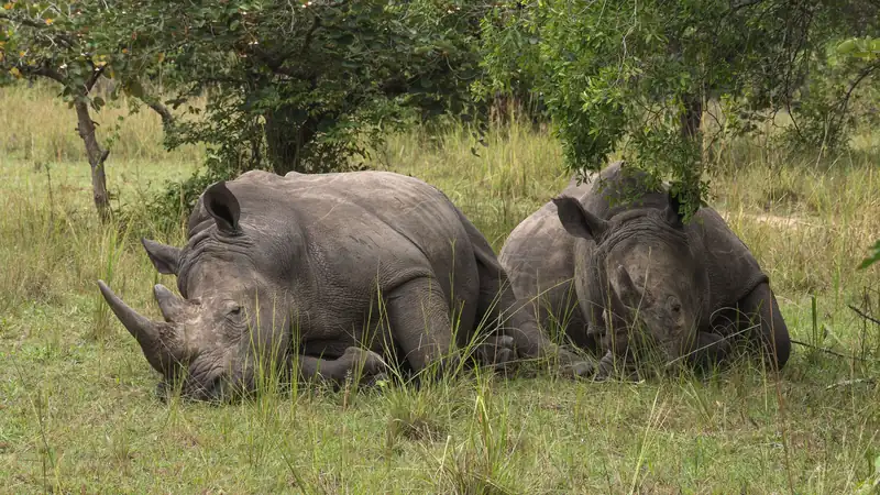 Two white rhinos resting side by side in the shade of trees