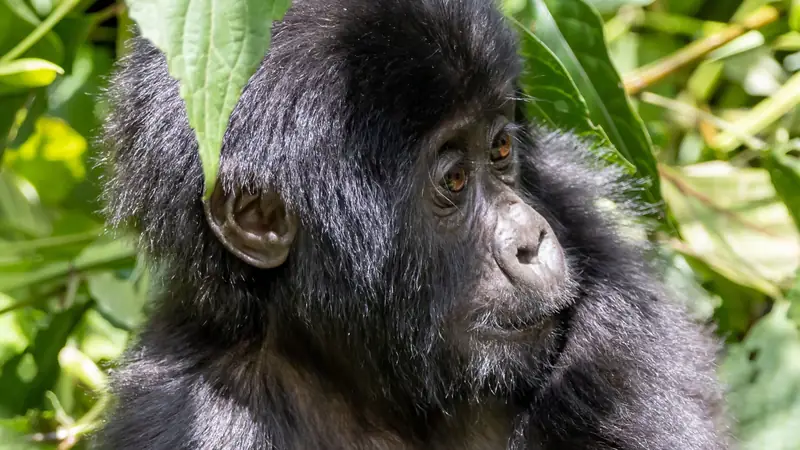 Young mountain gorilla framed by large green leaves, Murchison Falls boat cruise: the Nile, the falls and the delta