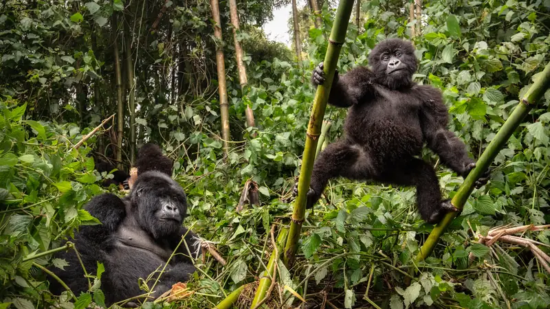 Young mountain gorilla holding two bamboo stems while an adult rests nearby, 5-day Rwanda gorillas and culture
