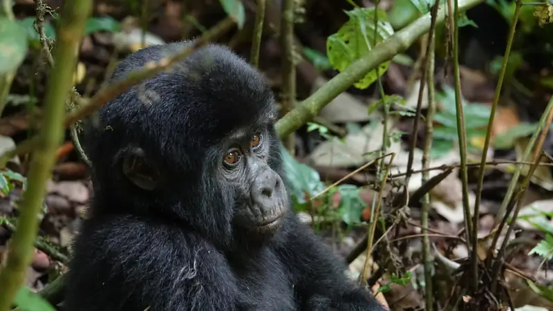Young mountain gorilla looking over its shoulder in the forest, 10-day best of Uganda safari with gorillas
