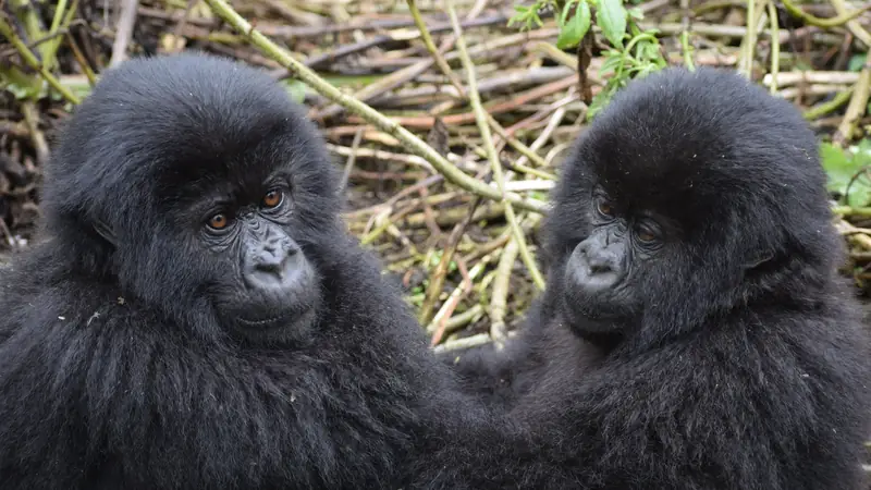 Two young mountain gorillas sitting side by side in the forest