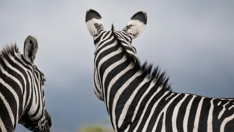 Two zebras seen from behind, looking out over the plains