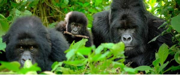 How Much Does Gorilla Trekking Cost in Uganda in 2026?