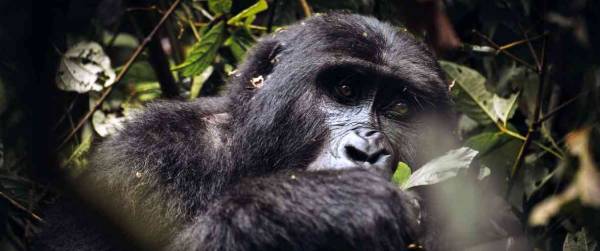 How Much Does a Gorilla Trekking Permit Cost in Uganda?
